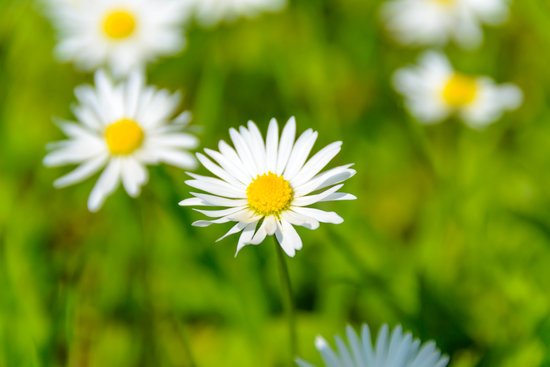 Merveilleuses marguerites