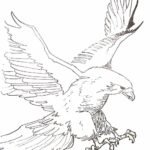 Aigle Royal