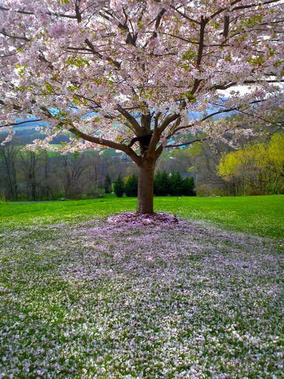 Arbre fleuri